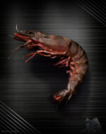 Sea Tiger Garnelen - Riesengarnelen