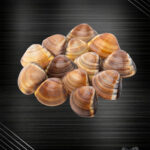 Venusmuscheln: Eine Reise in die Tiefen des Mittleren Westpazifiks!