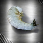 Garnelen in der Größe 31/40