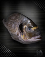 Dorade Royal aus der Türkei