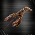 Hummer vorgelöst - Hummerfleisch vorgelöst aus dem Atlantik – kanadischer Lobster von Fleischer und der Koch